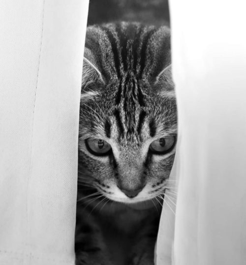 Compress_20250714_224538_8412