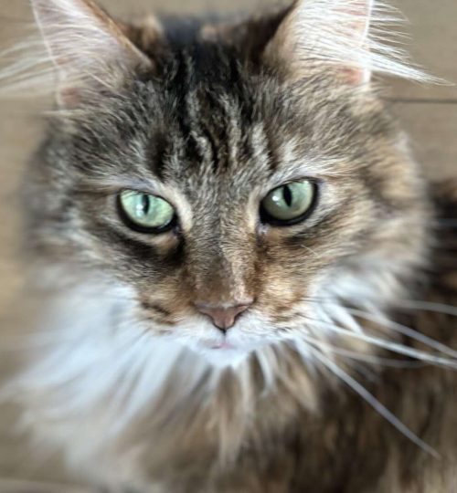 Compress_20250811_112913_3529